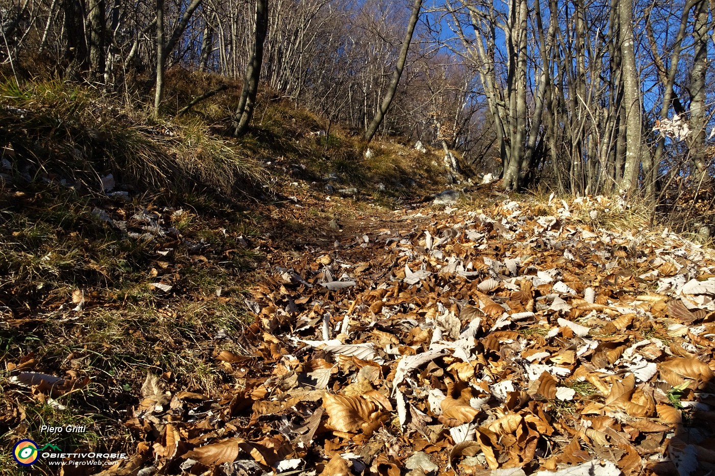 24 Tappeto di foglie in attesa di neve !.JPG